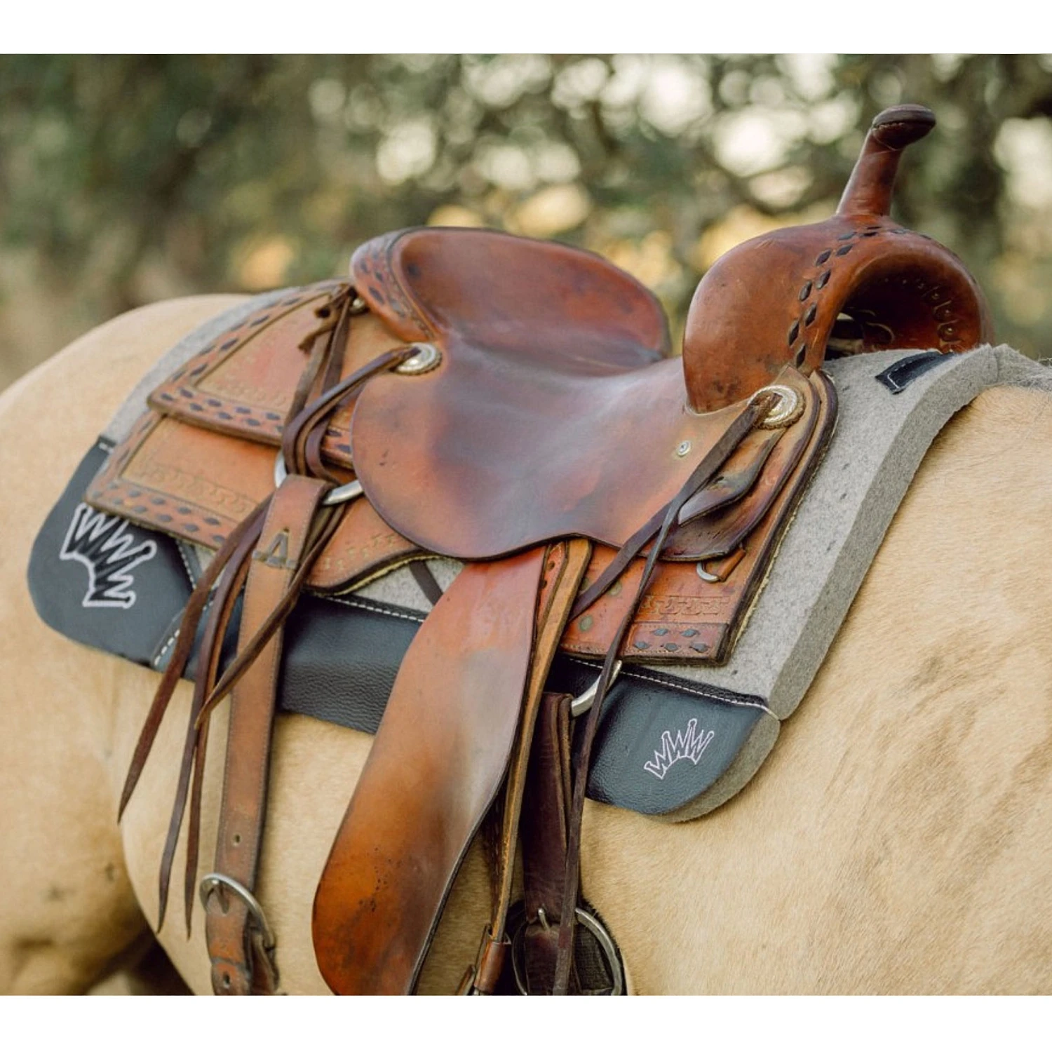 Front Page -Western Tack Sales Shop BestEver Lifestyle5