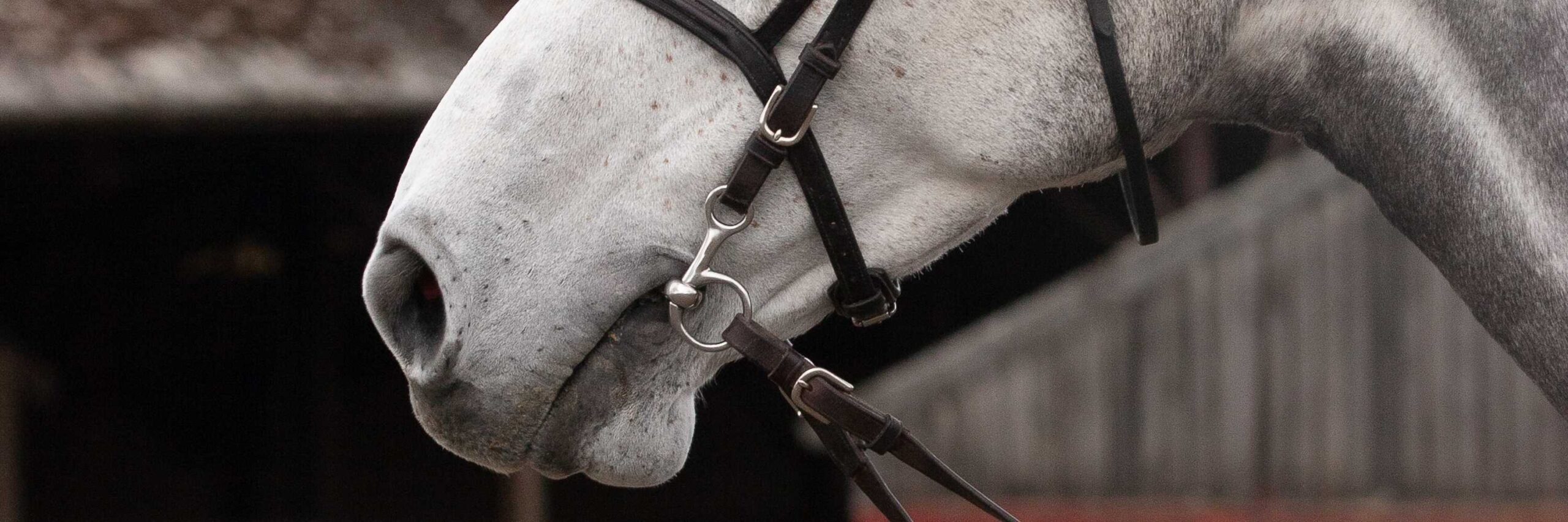 Front Page -Western Tack Sales Shop banner670 scaled